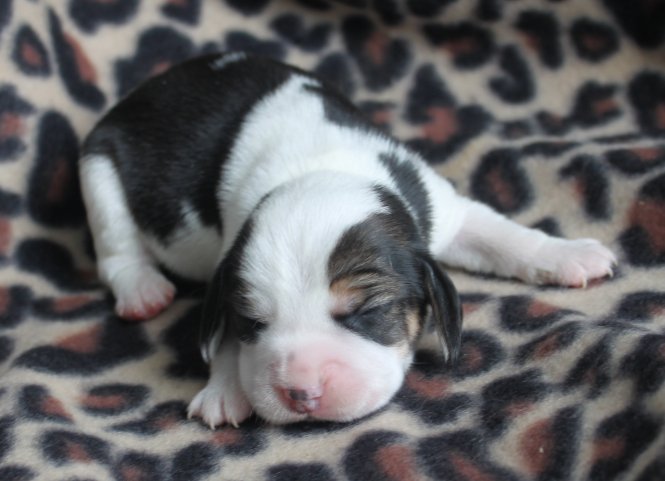 Sold Puppies: Beagle Puppies Reserved Or Recently Sold