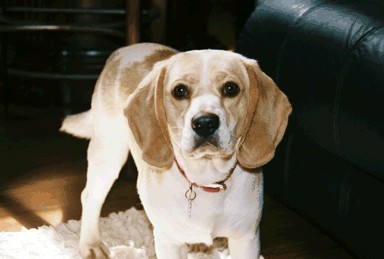 white beagle