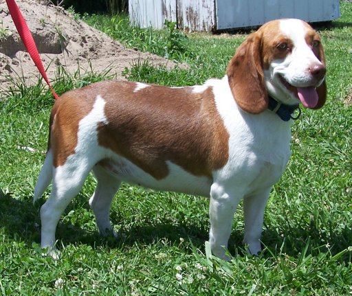 chocolate beagles for sale