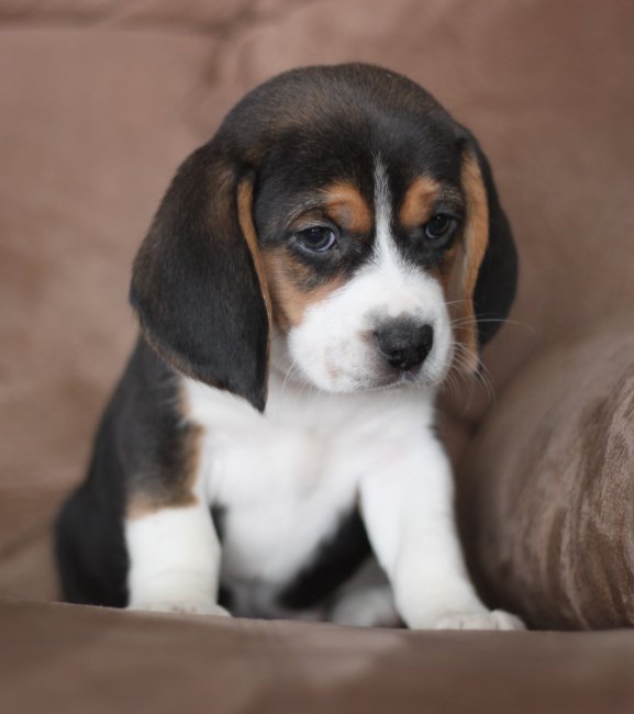 This is the largest puppy in the litter. He may end up more toward ...