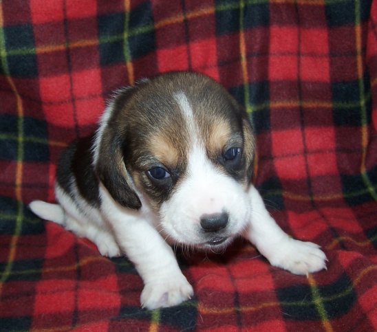 Dotsie's Male Puppy #2, tri-colored $550 RESERVED for Michele!