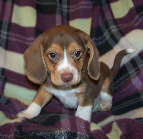 Farrah's Male Puppy #2, 