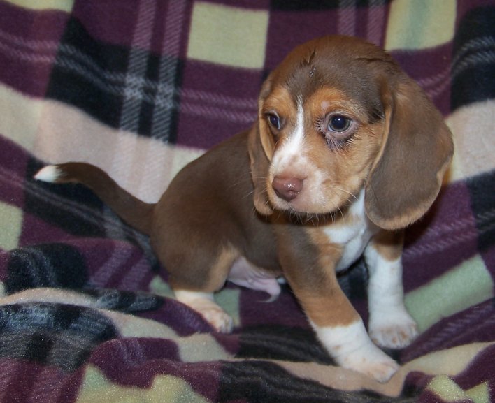 Farrah's Male Puppy #2, 