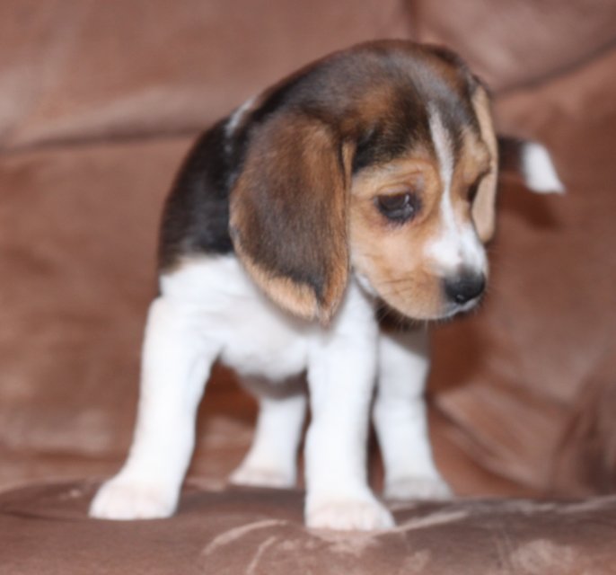 Honey's Female Puppy #2, tri-colored Limited AKC Registration. $550 ...