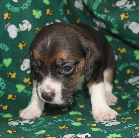 FOR SALE: Beagle Puppies for Sale, CR Beagles