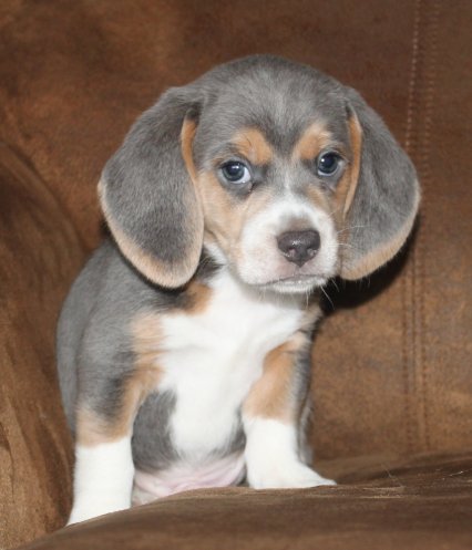 SOLD PUPPIES: Beagle Puppies Reserved or Recently Sold