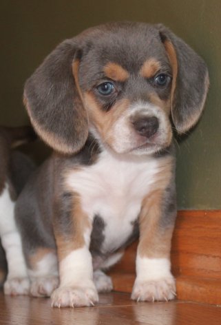 SOLD PUPPIES: Beagle Puppies Reserved or Recently Sold