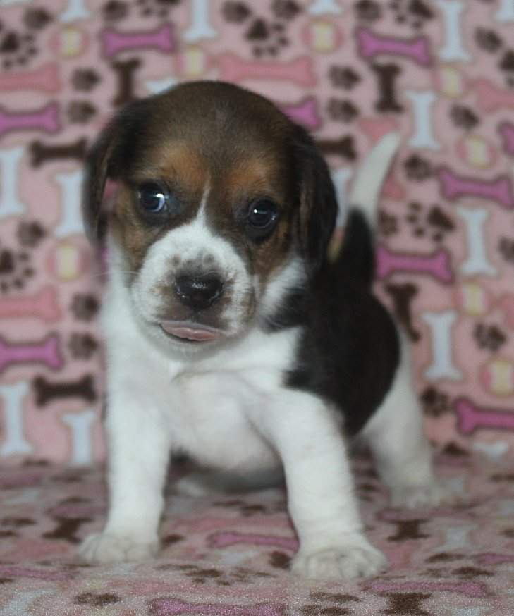 SOLD PUPPIES: Beagle Puppies Reserved or Recently Sold