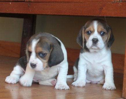 SOLD PUPPIES: Beagle Puppies Reserved or Recently Sold