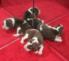 FOR SALE: Beagle Puppies for Sale, CR Beagles