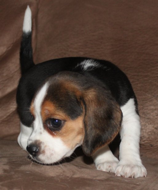 SOLD PUPPIES: Beagle Puppies Reserved or Recently Sold