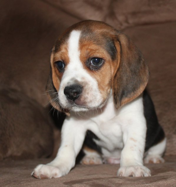 SOLD PUPPIES: Beagle Puppies Reserved or Recently Sold