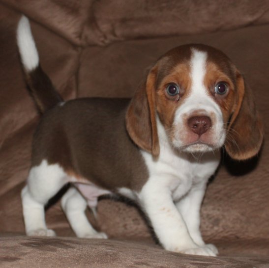 SOLD PUPPIES: Beagle Puppies Reserved or Recently Sold