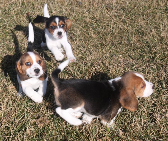 SOLD PUPPIES: Beagle Puppies Reserved or Recently Sold