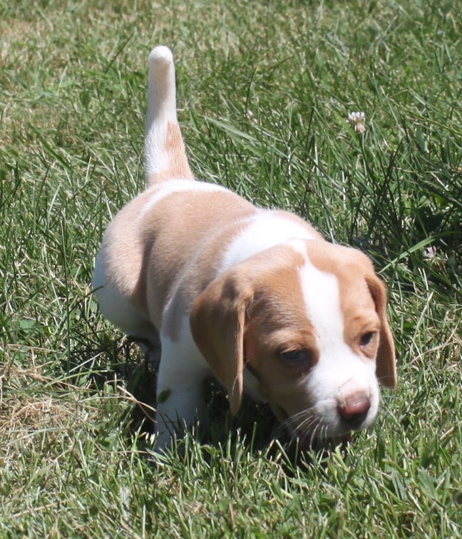 SOLD PUPPIES: Beagle Puppies Reserved or Recently Sold