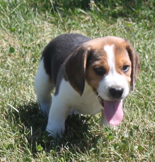 SOLD PUPPIES: Beagle Puppies Reserved or Recently Sold