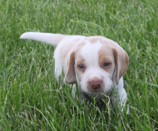 SOLD PUPPIES: Beagle Puppies Reserved or Recently Sold