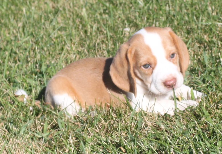 SOLD PUPPIES: Beagle Puppies Reserved or Recently Sold