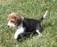 SOLD PUPPIES: Beagle Puppies Reserved or Recently Sold