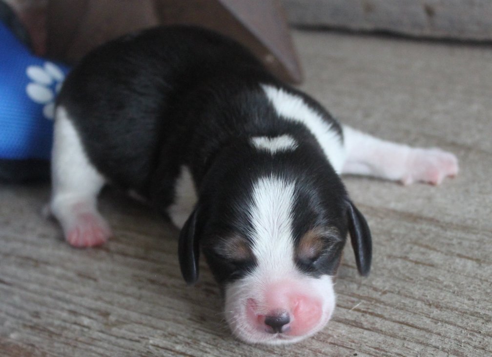 SOLD PUPPIES: Beagle Puppies Reserved or Recently Sold