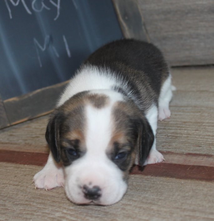 FOR SALE: Beagle Puppies for Sale, CR Beagles