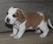 SOLD PUPPIES: Beagle Puppies Reserved or Recently Sold