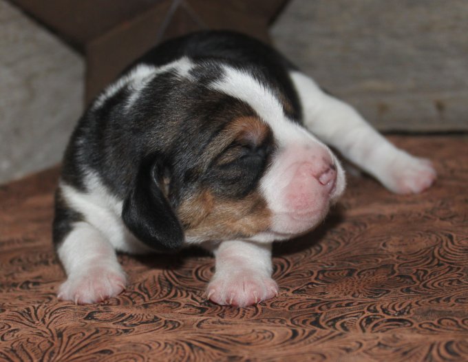 FOR SALE: Beagle Puppies for Sale, CR Beagles