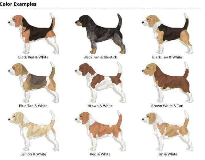 what is the rare color of beagle?