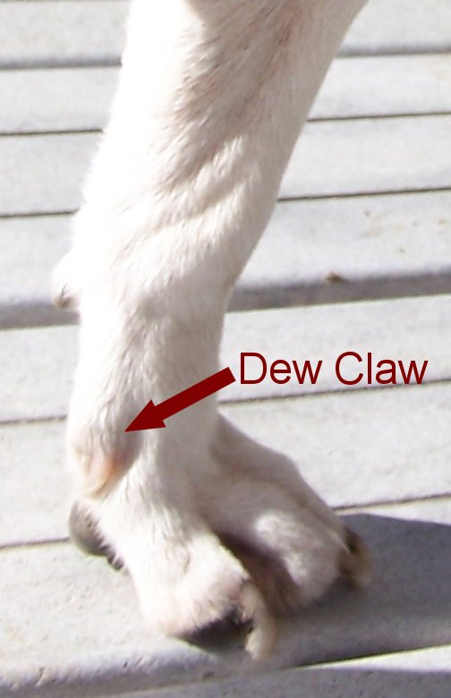 Swollen dew claw dog - tabletleo