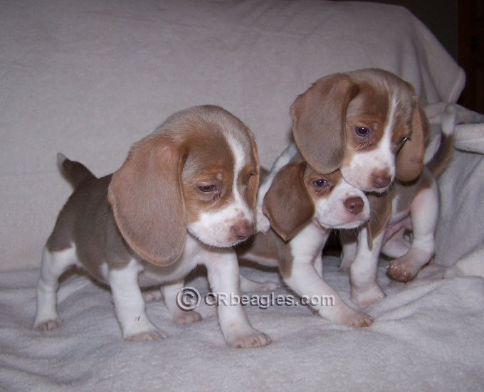 what is the rare color of beagle? 2