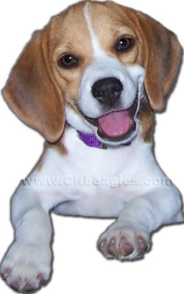 Beagles Dogs For Sale