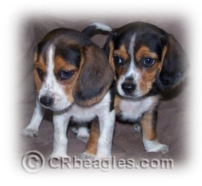 beagle, puppy, puppies, for sale, pocket, mini, miniature